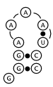 Figure 2b: a possible structure predicted by Nussinov's algorithm