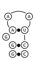Figure 2c: a possible structure predicted by Nussinov's algorithm